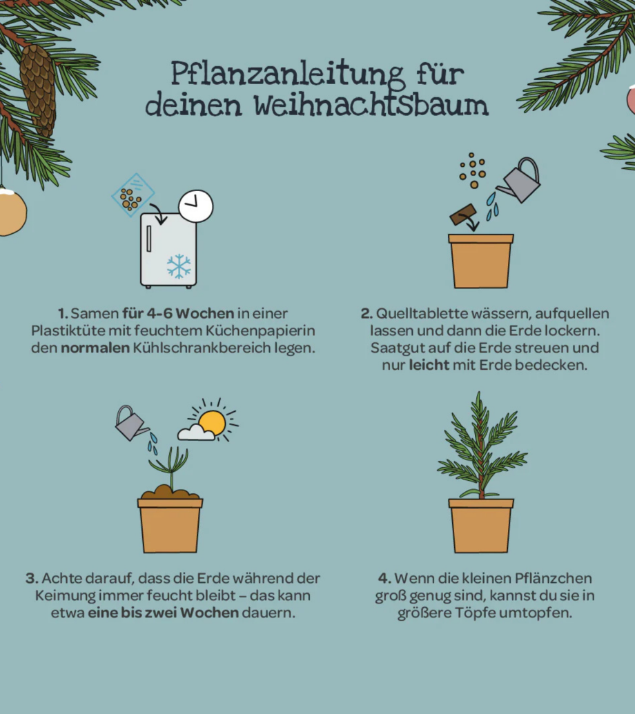 Weihnachtsbaum 2030 – ein Geschenk, das wächst