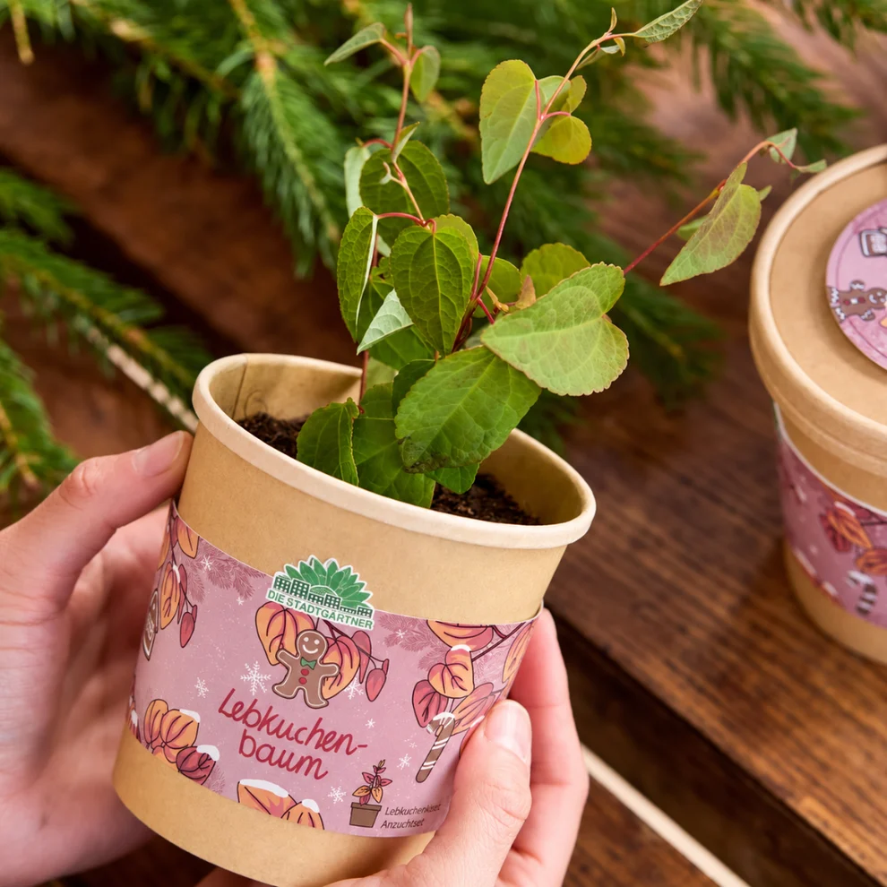 Lebkuchenbaum aus dem Becher – kleines Weihnachtsgeschenk zum Danke sagen